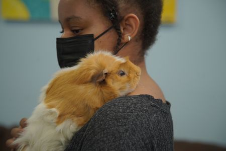 Bendi, the guinea pig, scratched her eye and needs some medical attention. (National Geographic for Disney/Sean Grevencamp)