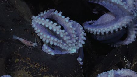 Dorado Octopuses with shrimp. (mandatory photo credit: Schmidt Ocean Institute)