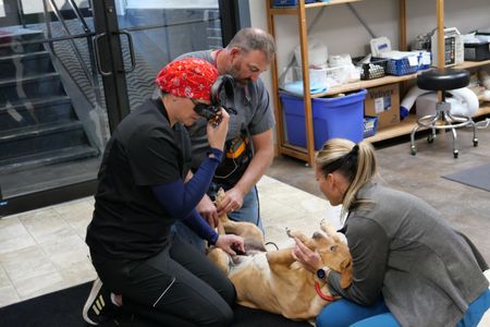 Drs. Ben and Erin Schroeder inspect Maggie's stomach with the help of vet tech Val Sovereign. (National Geographic)