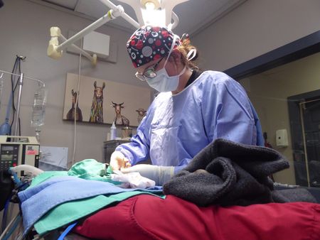 After performing an emergency c-section, Dr. Erin Schroeder finishes suturing Blossom the chihuahua. (National Geographic)