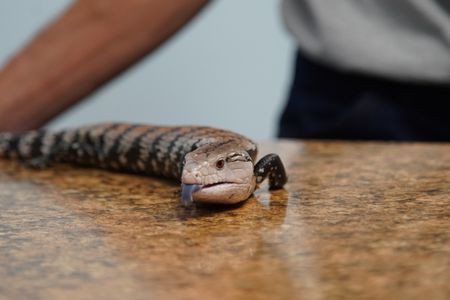 A blue-tongued skink is in for a wellness exam today at Critter Fixer. (National Geographic for Disney/Felix Rojas)