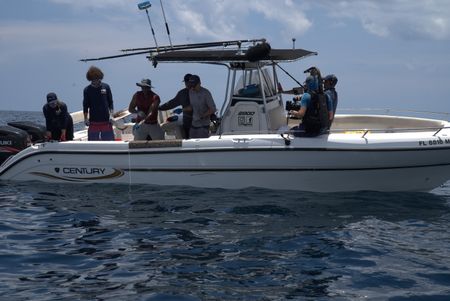 Erin Spencer, Dr. Maurits van Zinnicq Bergmann, Anthony Mackie, and Dr. Yannis Papastamatiou pull in an adult female Bull Shark by hand. (National Geographic/Lisa Tanner)