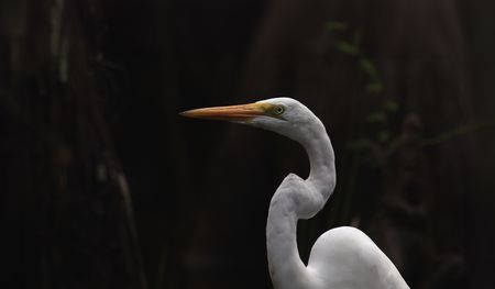 A great egret forages among the big cypress trees of the Everglades. (credit: National Geographic/Mat Goodman)