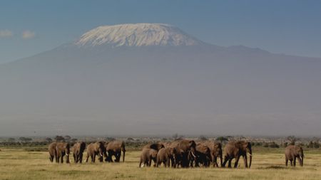 Elephant herd walking in front of Mount Kilimanjaro in Tanzania. (Getty Images)