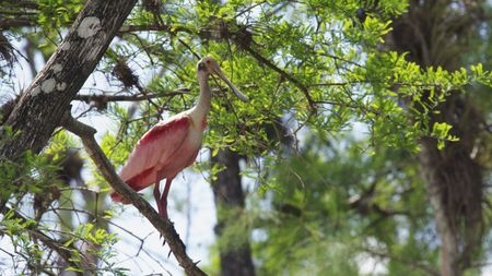 A roseate spoonbill of the Everglades stands watch. (credit: National Geographic/Mark Emery)