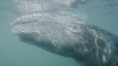 A grey whale surfaces for a breath.(credit: National Geographic)