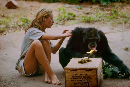 Gombe, Tanzania - David Greybeard was the first chimp to lose his fear of Jane, eventually coming to her camp to steal bananas and allowing Jane to touch and groom him. As the film JANE depicts, Jane and the other Gombe researchers later discontinued feeding and touching the wild chimps. The feature documentary JANE will be released in select theaters October 2017. (National Geographic Creative/ Hugo van Lawick)