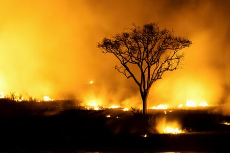 A wildfire envelops a forest. (Getty Images/chuchart duangdaw)