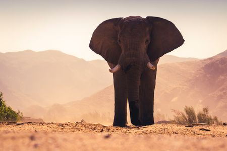 A desert elephant walks through the blistering heat of the Namibian desert. (National Geographic for Disney/Robbie Labanowski)