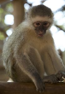 Vervet monkey sitting on a plank. (Big Wave Productions)