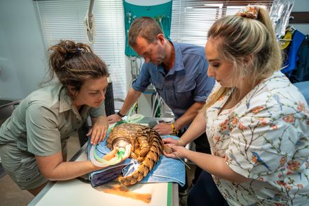 Emma De Jager, Giles Clark and veterinarian Debbie English fitting a radio tag on an adult pangolin. (National Geographic/Mark Challender)