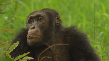 A male chimpanzee sits in long grass and looks around in Senegal. (Getty Images)