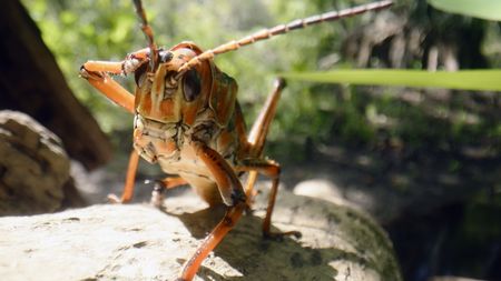 A lubber grasshopper grooms next to a small alligator pool in the Everglades. (credit: National Geographic/Mat Goodman)