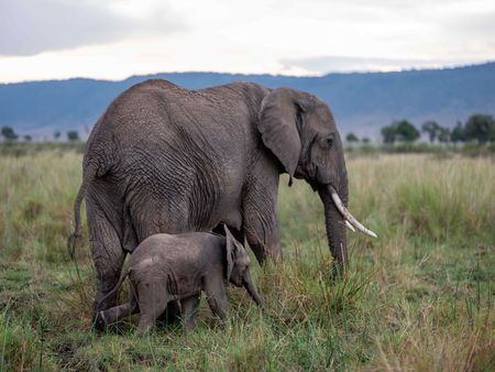 An elephant and calf move across the plains of Maasai Mara, Kenya. (National Geographic for Disney/David Chancellor)