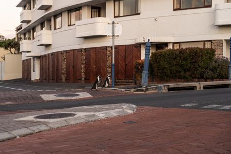 Two African Penguins crossing a road in Simon's Town.  (credit: National Geographic/Andres Cardona Cruz)