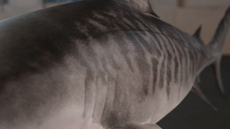 Close-up of the GFX Tiger Shark's famous tiger pattern along its body. (National Geographic)