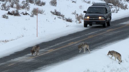 Three wolves on a road near a truck in Yellowstone National Park. (Landis Wildlife Films/Bob Landis)