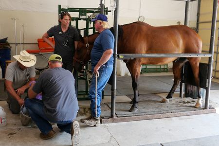 Horse owner Don Taylor holds a bucket for Dr. Ben Schroeder. Dr. Erin Schroeder speaks with Kevin Kamrath, the other owner of Sky, a horse who is being treated for colic. (National Geographic)