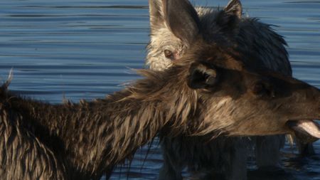 A grey wolf takes down an elk in a Yellowstone river. (Landis Wildlife Films/Bob Landis)