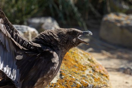 Feathers on its beak tell what this Southern skua had for its last meal: a Southern rockhopper penguin chick. (National Geographic for Disney/Robin Hoskyns)