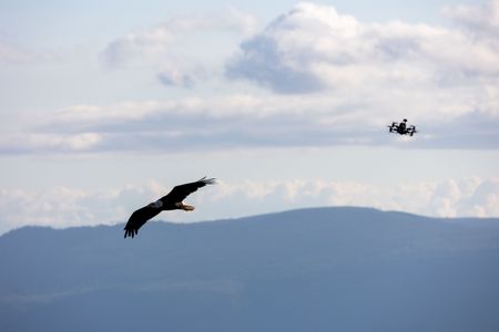 Trained bald eagle 'Hercules' flies through the air while an FPV drone follows behind. (National Geographic for Disney/Maia Sherwood-Rogers)