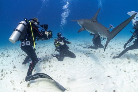 Ross Edgley comes face to face with Great Hammerheads to witness their extreme maneuverability. (National Geographic/Nathalie Miles)