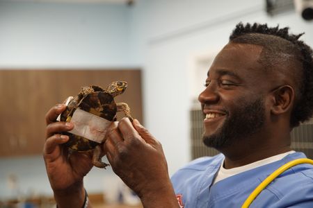 Boxer, the turtle, and Dr. Hodges have a quick handshake. (National Geographic for Disney/Sean Grevencamp)
