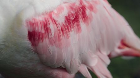 Born a pale pink, the vibrant pink feathers of a roseate spoonbill only appear as they age. (credit: National Geographic/Jake Hewitt)