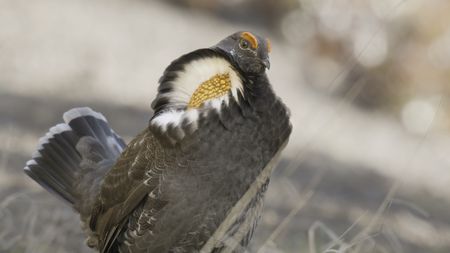 A male Sooty grouse puts on a courtship display in Olympic National Park. (credit: National Geographic/Erin Ranney)