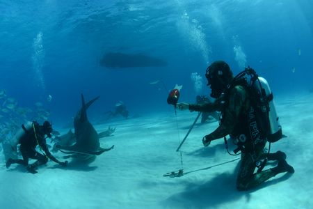 Matt Smukall sets up a camera on the tag as crew feed a Hammerhead in the background. (National Geographic/Mark Wheeler)