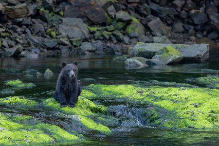 A lone spring cub sits on a rock in the river. (National Geographic for Disney/Rory Dormer)