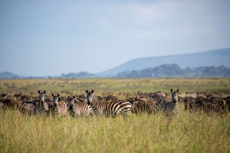 A harem of plains zebra stand amongst the wildebeest masses in the Serengeti. (National Geographic for Disney/Holly Harrison)