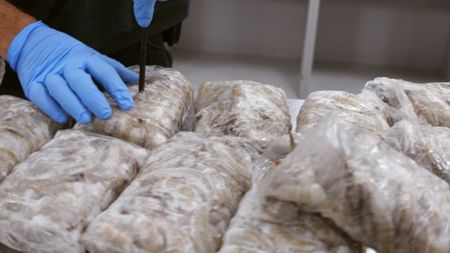 CBP Officer Bono uses a metal probe to search for contraband hidden inside packages of frozen shrimp found in a passenger's luggage at the JFK International Airport, in New York.  (National Geographic)