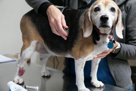 Lilly the beagle has her heart checked prior to surgery. (National Geographic)