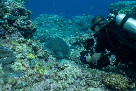 Director of Photography Richard Fitzpatrick films a green turtle on a coral reef. (National Geographic for Disney/Paul Satchell)