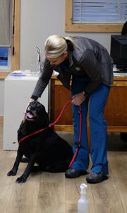 Vet tech Val Sovereign comforts Suh, a ten-year-old black lab, who's about to undergo surgery to remove a fast-growing tumor. (National Geographic)