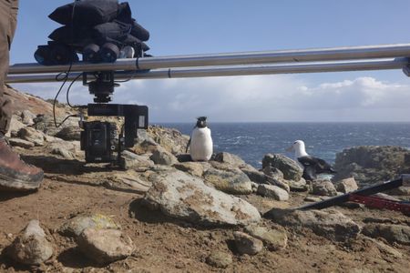 A camera on an underslung slider follows a rockhopper penguin. (National Geographic for Disney/Imogen Prince)