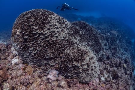 A huge coral formation is pictured in Niue.  National Geographic Pristine Seas, in collaboration with the Governments of Niue (GON) and Tofia Niue, embarked on a scientific survey to document marine biodiversity in the small island nation known for its crystal-clear waters teeming with sea life—from humpback whales, gray reef sharks, 80-pound groupers, and other marine life. Located in the South Pacific, 1,300 miles northeast of New Zealand between Fiji, Samoa and Tonga, Niue is one of the largest elevated coral atolls in the world. The Pristine Seas Niue expedition is the third stop on The Global Expedition, an ambitious five-year collaboration with central and western Pacific Island nations. (National Geographic/Manu San Félix)