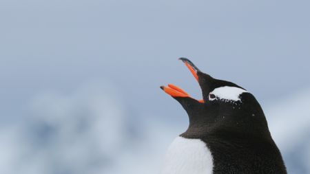 A side profile of a Gentoo penguin as it calls out in Antarctica. (Getty Images)