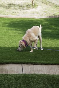 Sansa exploring the Serengeti Dog Park. (National Geographic)