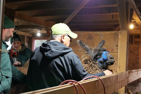 Dr. Erin Schroeder watches on as Dr. Ben Schroeder and Brian Davis try to calm Cocoa the llama so they can give her an epsom salt foot bath. (National Geographic)