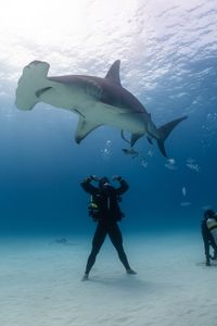 Ross Edgley witnesses the extreme moves a great hammerhead makes. Thanks to a super flexible skeleton and their cephalofoil head, they can turn on a dime as they hunt for prey on the seabed. (National Geographic/Nathalie Miles)