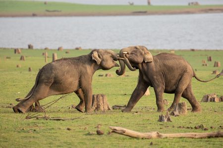 Young elephants play together by a watering hole in Kabini, India. (National Geographic for Disney/Josh Helliker)