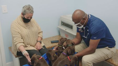Dr. Ferguson gets a dose of puppy love with a littler of seven pups. (National Geographic for Disney)