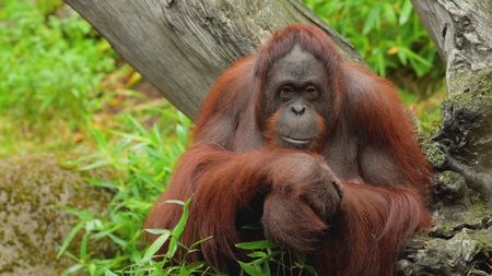 A wider perspective of the same orangutan sitting with arms crossed and looking around in Germany. (Getty Images)