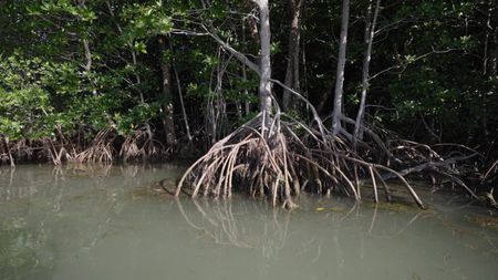 Long, wiry aerial roots firmly anchor red mangrove trees in the mud.(credit: National Geographic/Jake Hewitt)