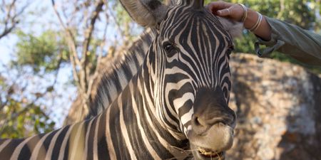 A contributor pets a zebra. (Big Wave Productions)