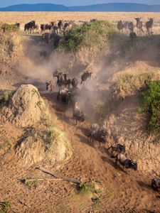 Wildebeest descend down to cross the Mara River in Maasai Mara, Kenya. (National Geographic for Disney/David Chancellor)