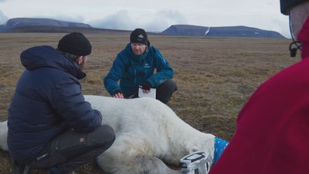 Having confirmed the sedation of the polar bear male, Aldo Kane, Rolf-Arne Ølberg and Jon Aars cover its eyes and collect biopsy samples to determine its diet. (National Geographic)