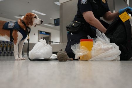 K-9 Snoopee stands next to multiple religious Santeria articles after finding them in a passenger's luggage. in Miami, Fla. (National Geographic)